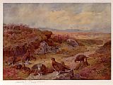 Archibald Thorburn Famous Paintings - Grouse on the Peat Bogs